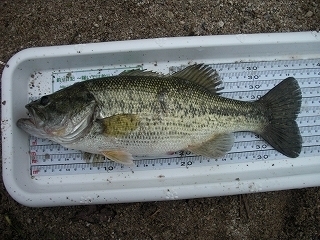 s-2018年05月13日 04時30分 ブラックバス 36cm-02.jpg