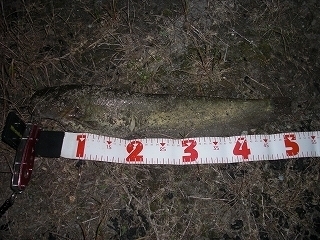 s-2018年05月16日 19時50分 ナマズ 51cm.jpg