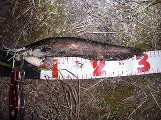 s-2018年05月16日 23時25分 ナマズ 30cm.jpg