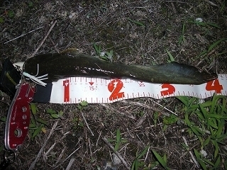 s-2018年05月24日 20時35分 ナマズ 41cm.jpg