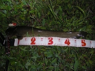 s-2018年05月24日 22時25分 ナマズ 53cm.jpg