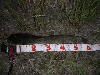 s-2018年05月24日 23時05分 ナマズ 60cm.jpg