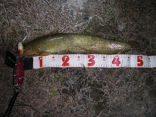 s-2018年05月24日 23時15分 ナマズ 50cm.jpg