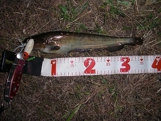 s-2018年05月29日 19時55分 ナマズ 35cm.jpg