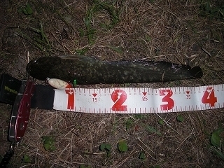 s-2018年05月29日 20時00分 ナマズ 39cm.jpg