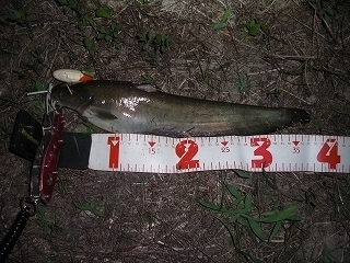 s-2018年05月29日 20時20分 ナマズ 37cm.jpg