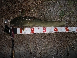 s-2018年05月29日 21時00分 ナマズ 54cm.jpg