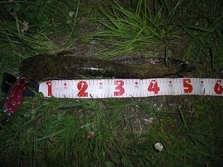 s-2018年06月27日 20時10分 ナマズ 53cm.jpg