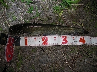 s-2018年06月27日 21時35分 ナマズ 44cm.jpg