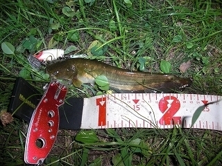 s-2018年07月03日 20時35分 ナマズ 23cm.jpg