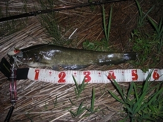s-2018年07月04日 22時20分 ナマズ 51cm.jpg