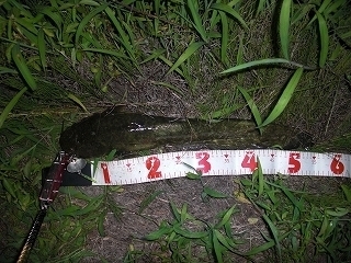 s-2018年07月12日 21時15分 ナマズ 55cm.jpg