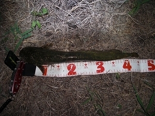 s-2018年07月18日 21時20分 ナマズ 45cm.jpg