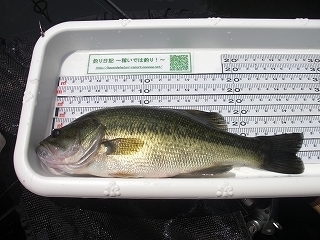 s-2018年07月26日 10時30分 ブラックバス 27cm.jpg