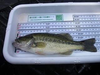 s-2018年07月26日 10時50分 ブラックバス 24cm.jpg