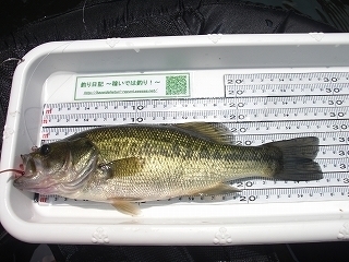 s-2018年07月26日 11時10分 ブラックバス 27cm-2.jpg