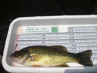 s-2018年07月26日 12時00分 ブラックバス 26cm-2.jpg