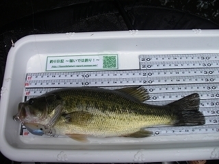 s-2018年07月26日 13時15分 ブラックバス 28cm-2.jpg