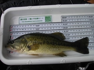 s-2018年07月26日 14時25分 ブラックバス 27cm-2.jpg