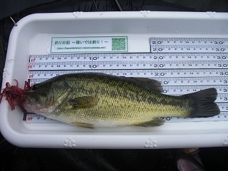 s-2018年07月26日 14時40分 ブラックバス 28cm-2.jpg