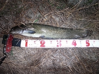 s-2018年07月31日 21時30分 ナマズ 54cm.jpg
