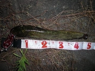 s-2018年07月31日 22時55分 ナマズ 48cm.jpg