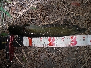 s-2018年08月07日 20時40分 ナマズ 36cm.jpg