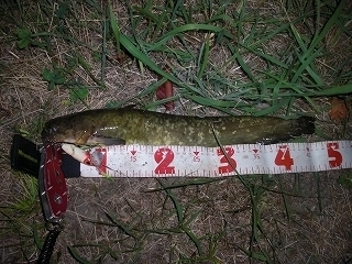 s-2018年08月07日 21時35分 ナマズ 47cm.jpg