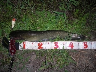 s-2018年08月07日 22時25分 ナマズ 50cm.jpg