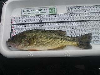 s-2018年08月12日 15時35分 ブラックバス 26cm-2.jpg