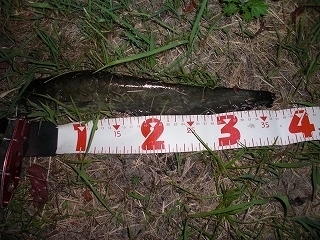 s-2018年08月22日 22時20分 ナマズ 37cm.jpg