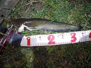 s-2018年08月22日 22時45分 ナマズ 35cm.jpg