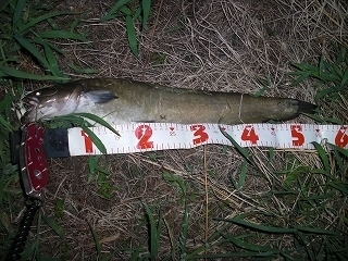 s-2018年08月28日 21時45分 ナマズ 55cm.jpg