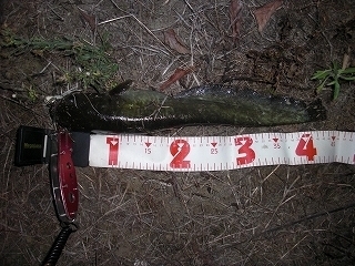 s-2018年09月03日 19時20分 ナマズ 43cm.jpg