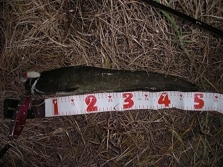 s-2018年09月03日 19時25分 ナマズ 50cm.jpg