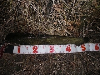 s-2018年09月03日 19時35分 ナマズ 54cm.jpg