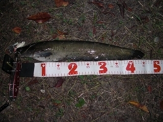 s-2018年09月03日 20時15分 ナマズ 45cm.jpg