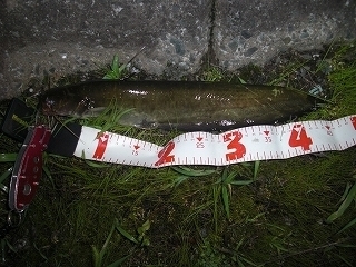s-2018年09月10日 21時40分 ナマズ 45cm.jpg