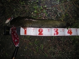 s-2018年09月25日 22時00分 ナマズ 40cm.jpg
