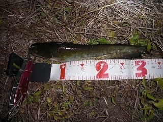 s-2018年10月22日 20時10分 ナマズ 33cm.jpg