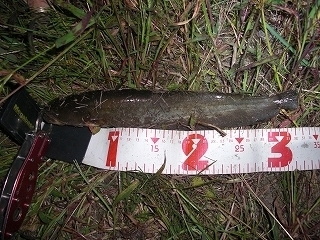 s-2018年10月22日 20時25分 ナマズ 32cm.jpg