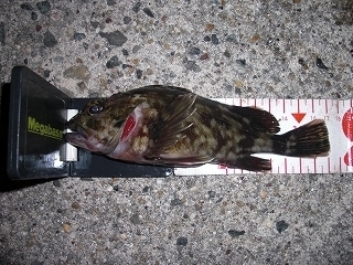 s-2019年03月27日 23時45分 カサゴ 17cm.jpg