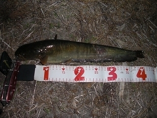 s-2019年05月08日 19時25分 ナマズ 41cm.jpg