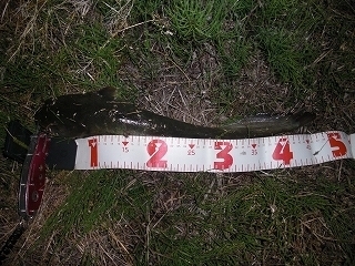 s-2019年05月08日 19時40分 ナマズ 47cm.jpg