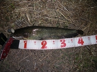 s-2019年05月08日 20時05分 ナマズ 42cm.jpg