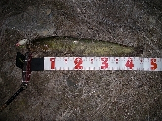 s-2019年05月08日 23時00分 ナマズ 46cm.jpg