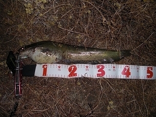 s-2019年05月16日 20時35分 ナマズ 42cm.jpg