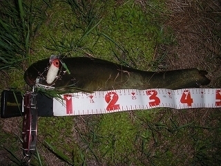 s-2019年05月16日 21時55分 ナマズ 47cm.jpg