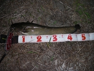 s-2019年05月30日 21時30分 ナマズ 49cm.jpg