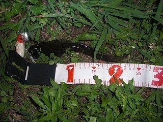 s-2019年06月13日 20時40分 ナマズ 23cm.jpg